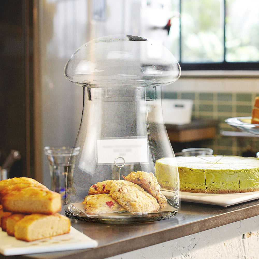 Terrarium à champignons