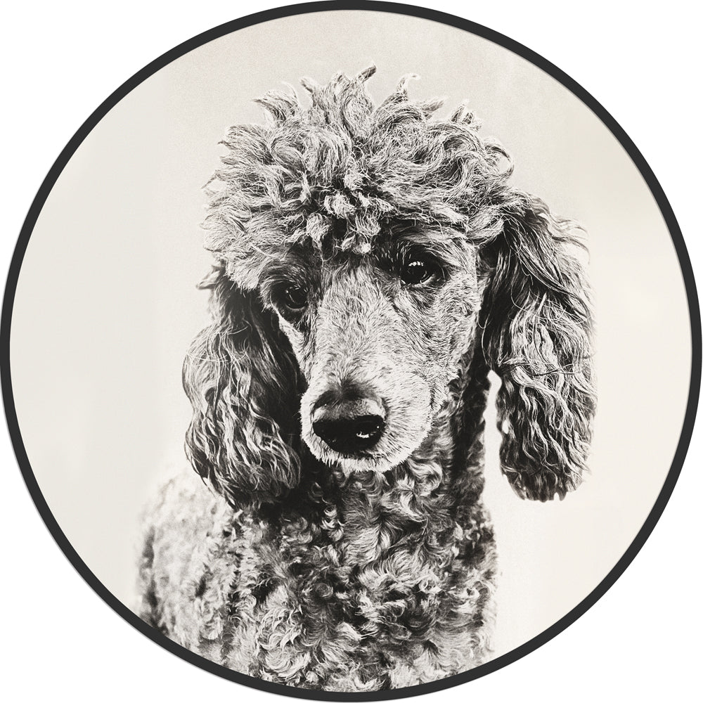 Décoration murale circulaire - Caniche