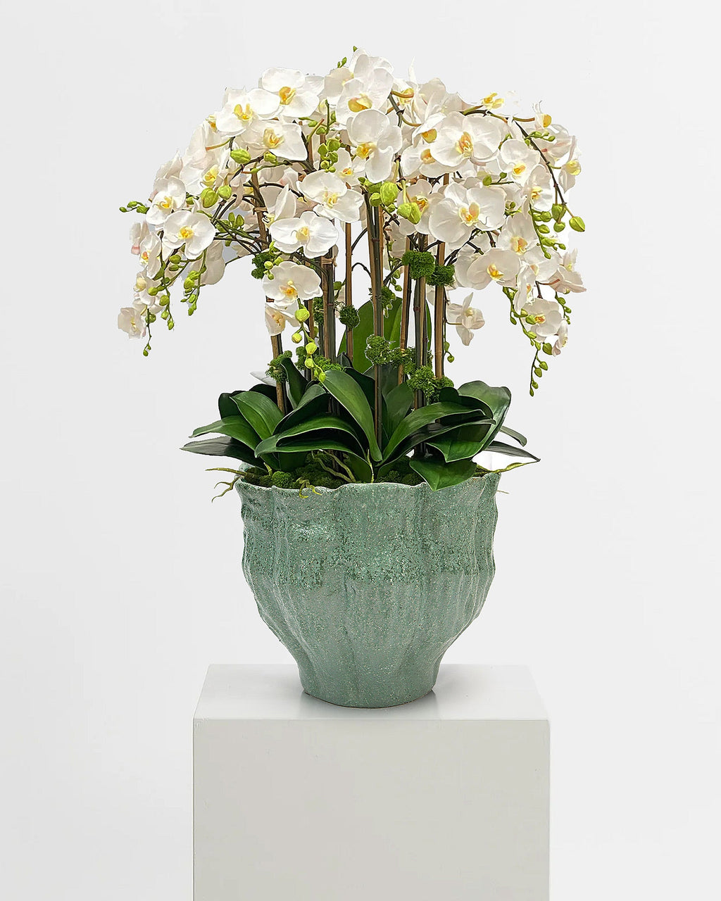 Éclosion de la fleur