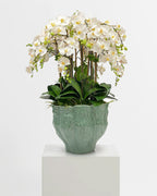 Éclosion de la fleur