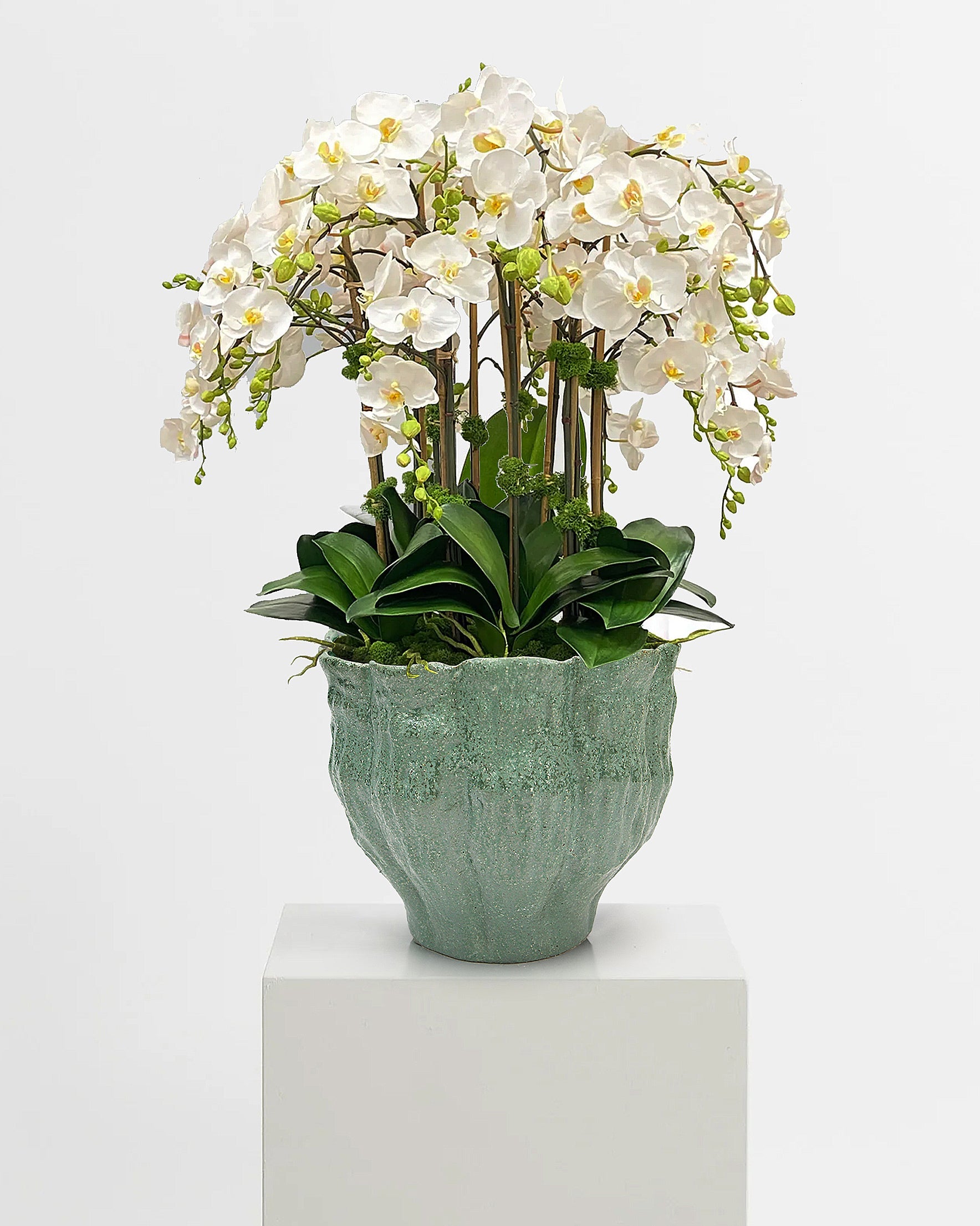 Éclosion de la fleur